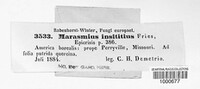Image of Marasmius insititius